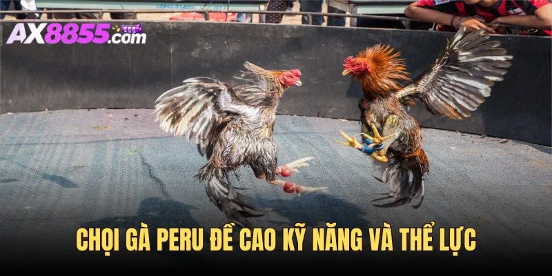 Chọi gà Peru đề cao tính kỹ năng và thể lực