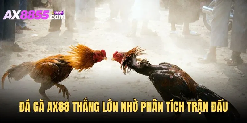Đá gà AX88 thắng lớn nhờ soi kèo trận đấu
